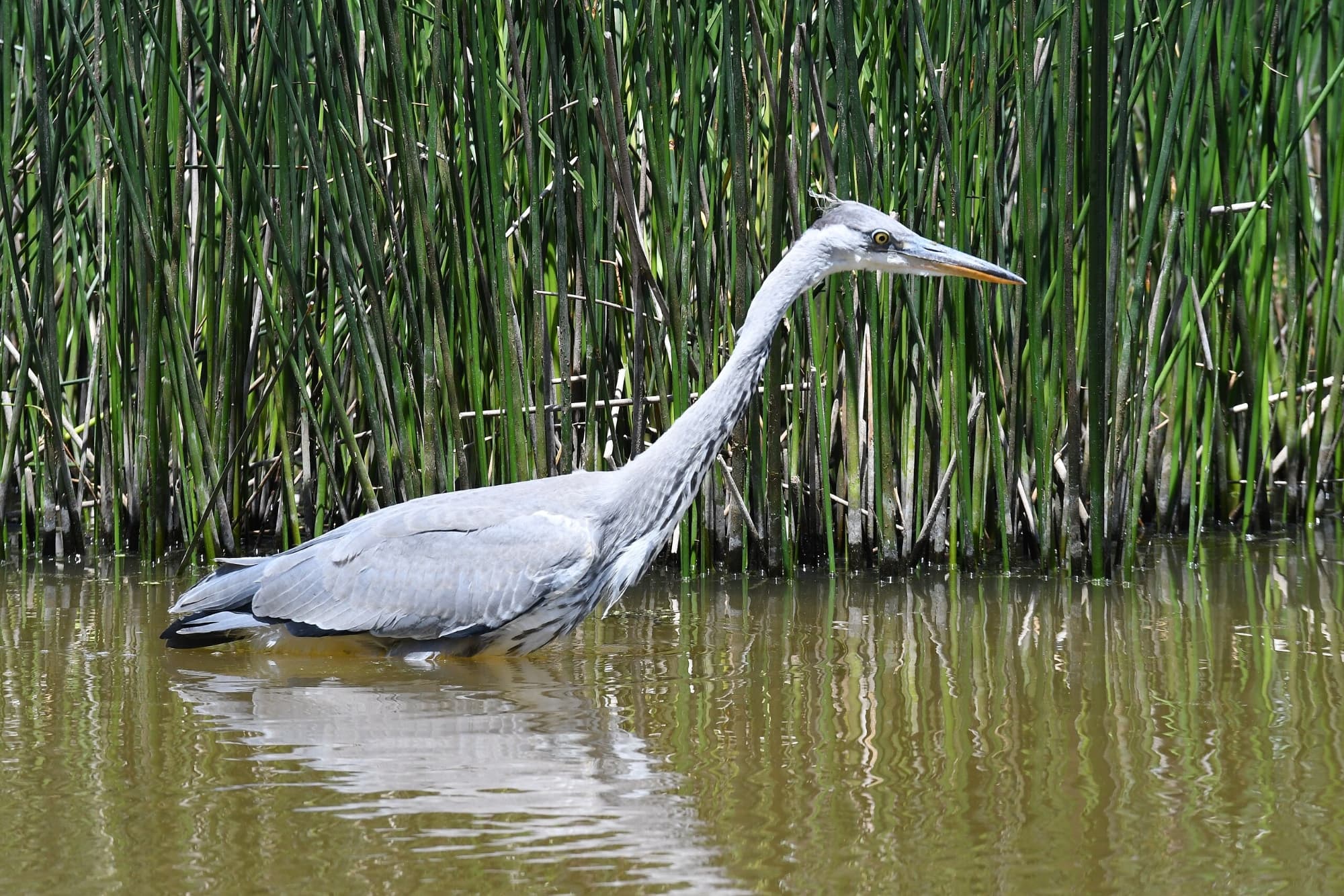 A grey heron in the waters of the Bolgheri Marsh
