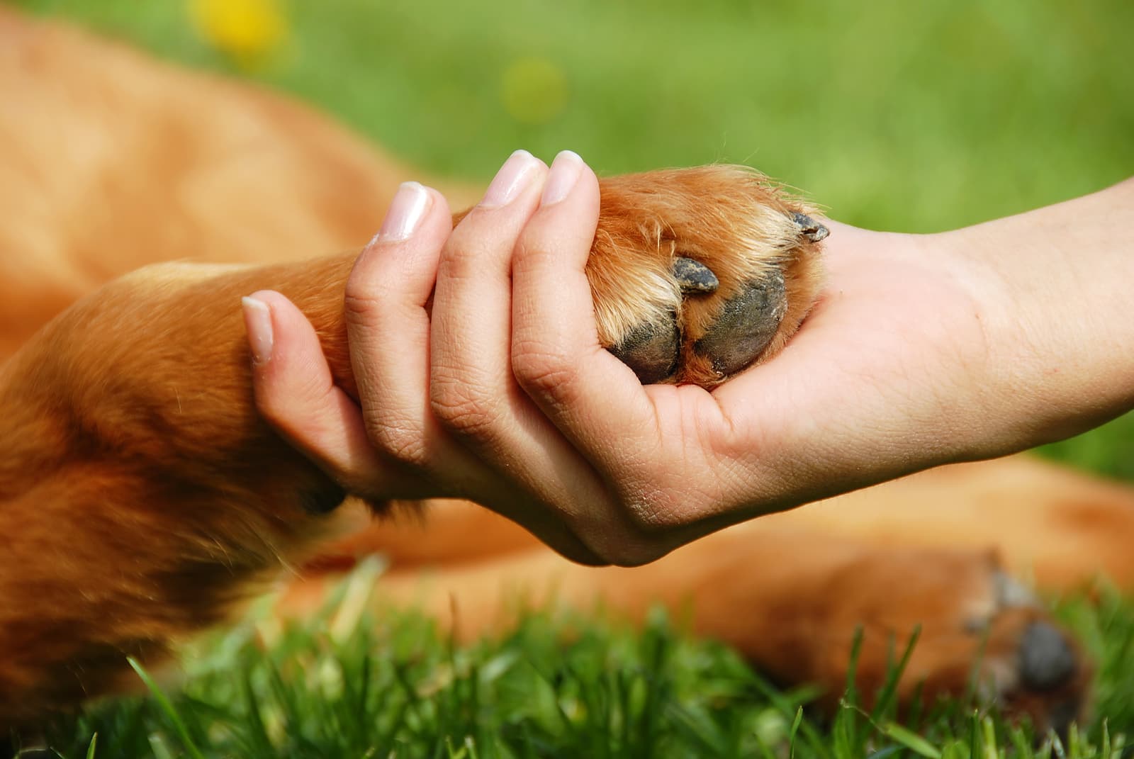 Un cane che dà la zampa alla sua padrona