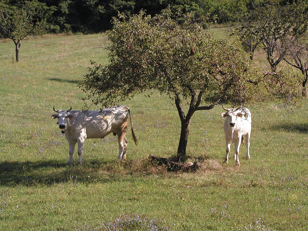 Ejemplares de Chianina en pastoreo