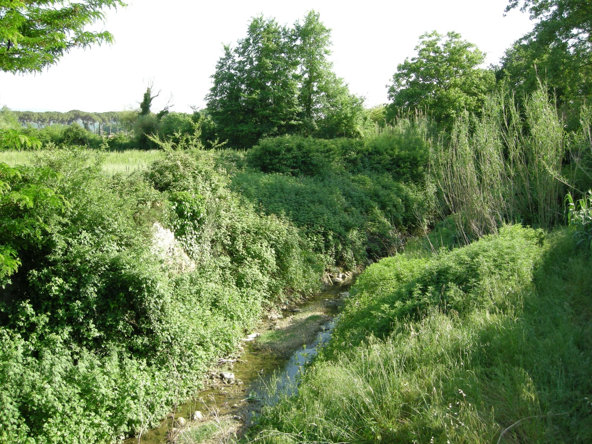 torrente-mensola