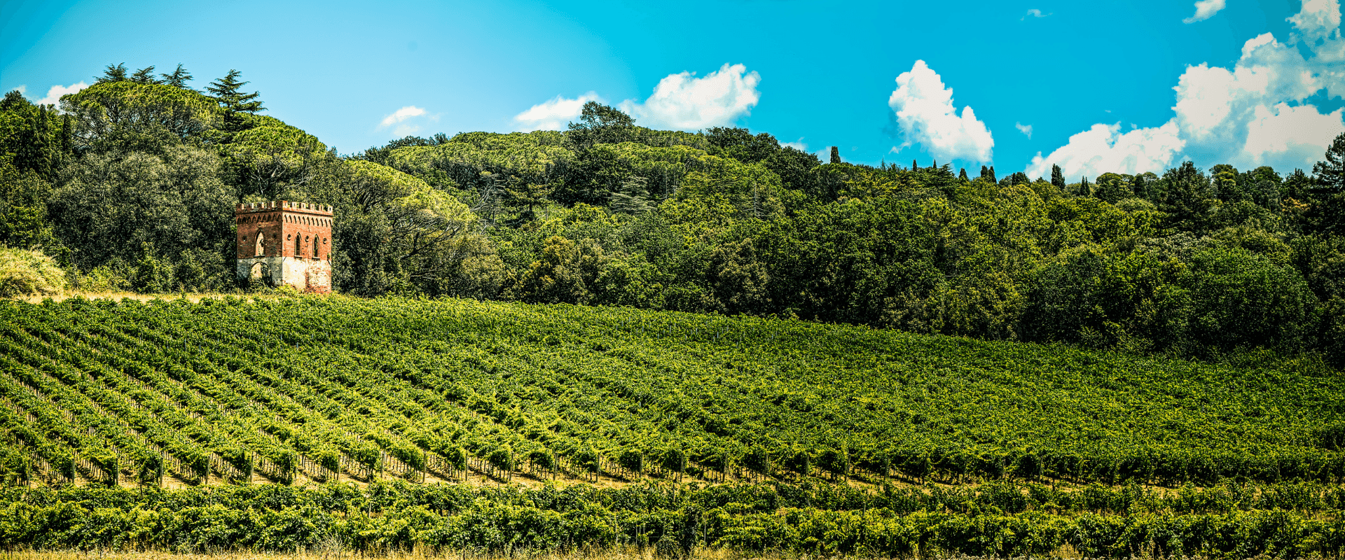 Pontedera - Enogastronomia - Terre di Pisa