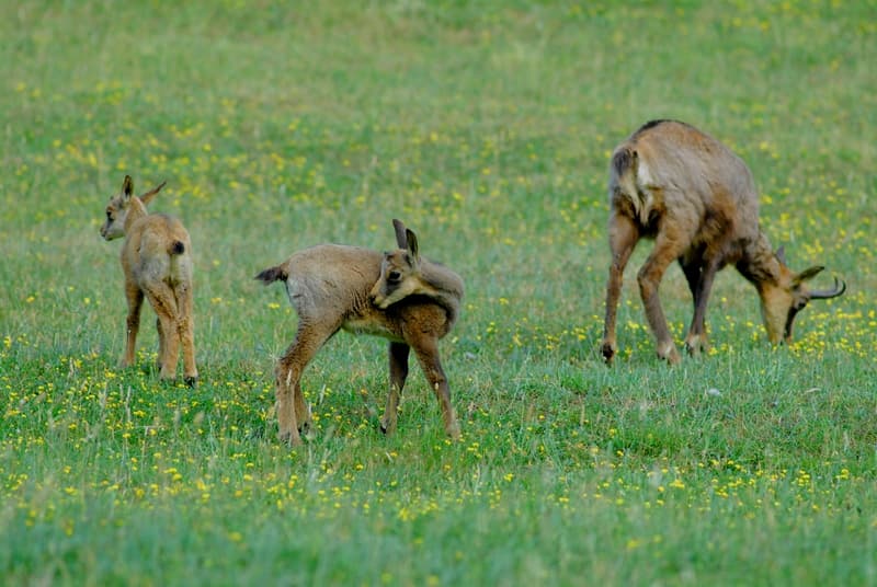 camoscio-zoo-fauna-europea-Poppi