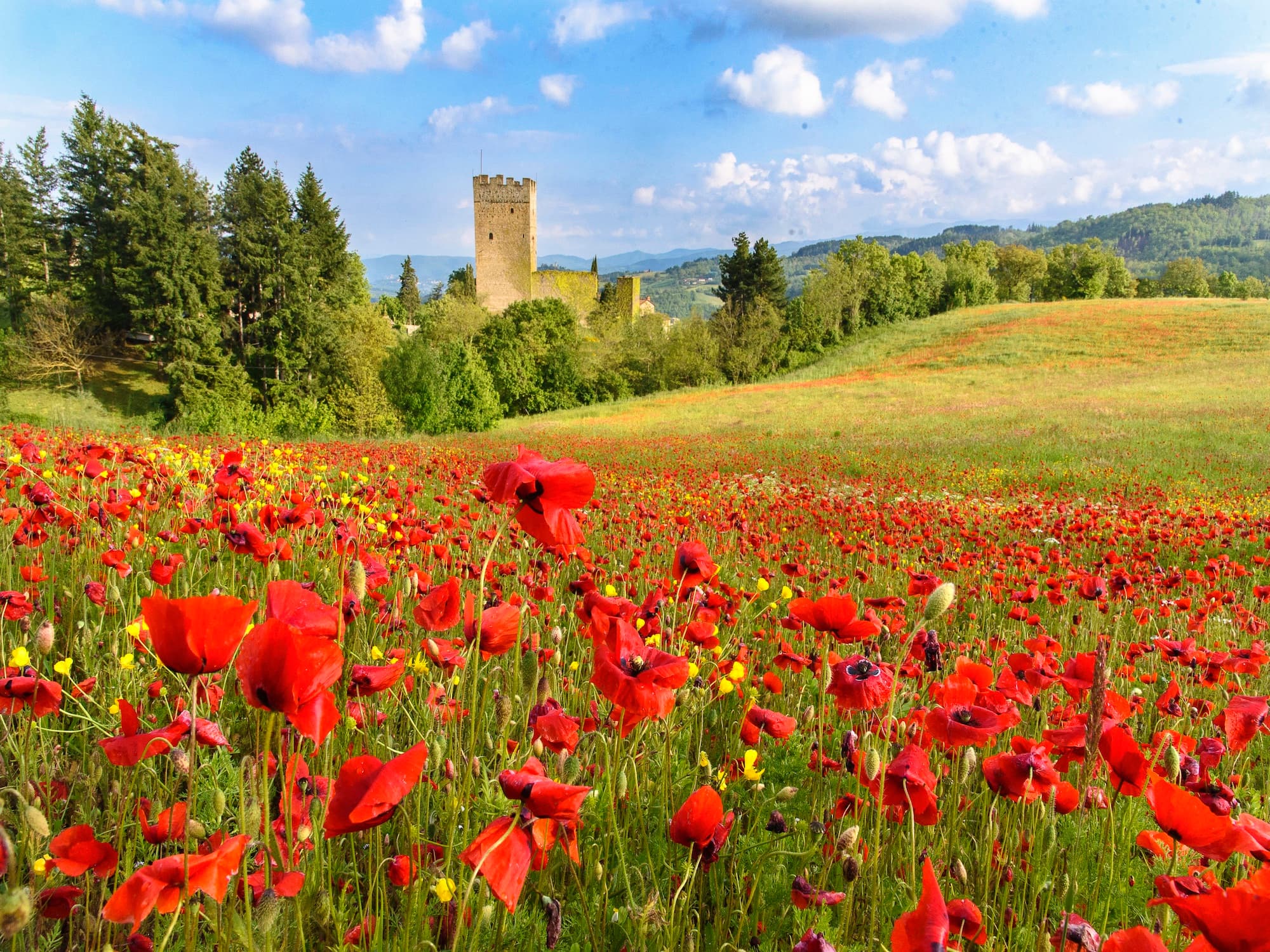Flowery meadow with red poppies in the foreground and Porciano Castle in the background among the trees, in the Alto Casentino