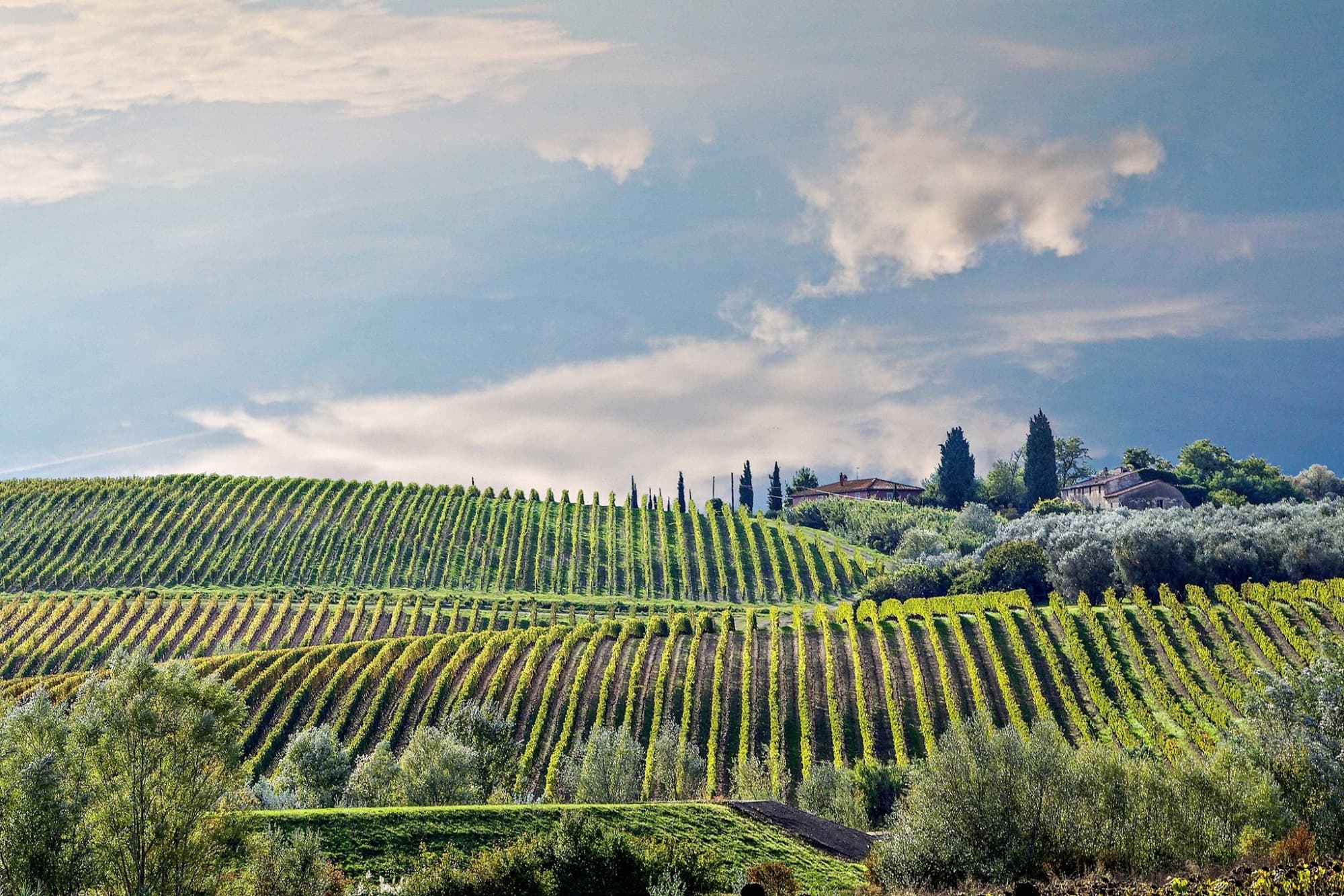 Vigneti della campagna pisana