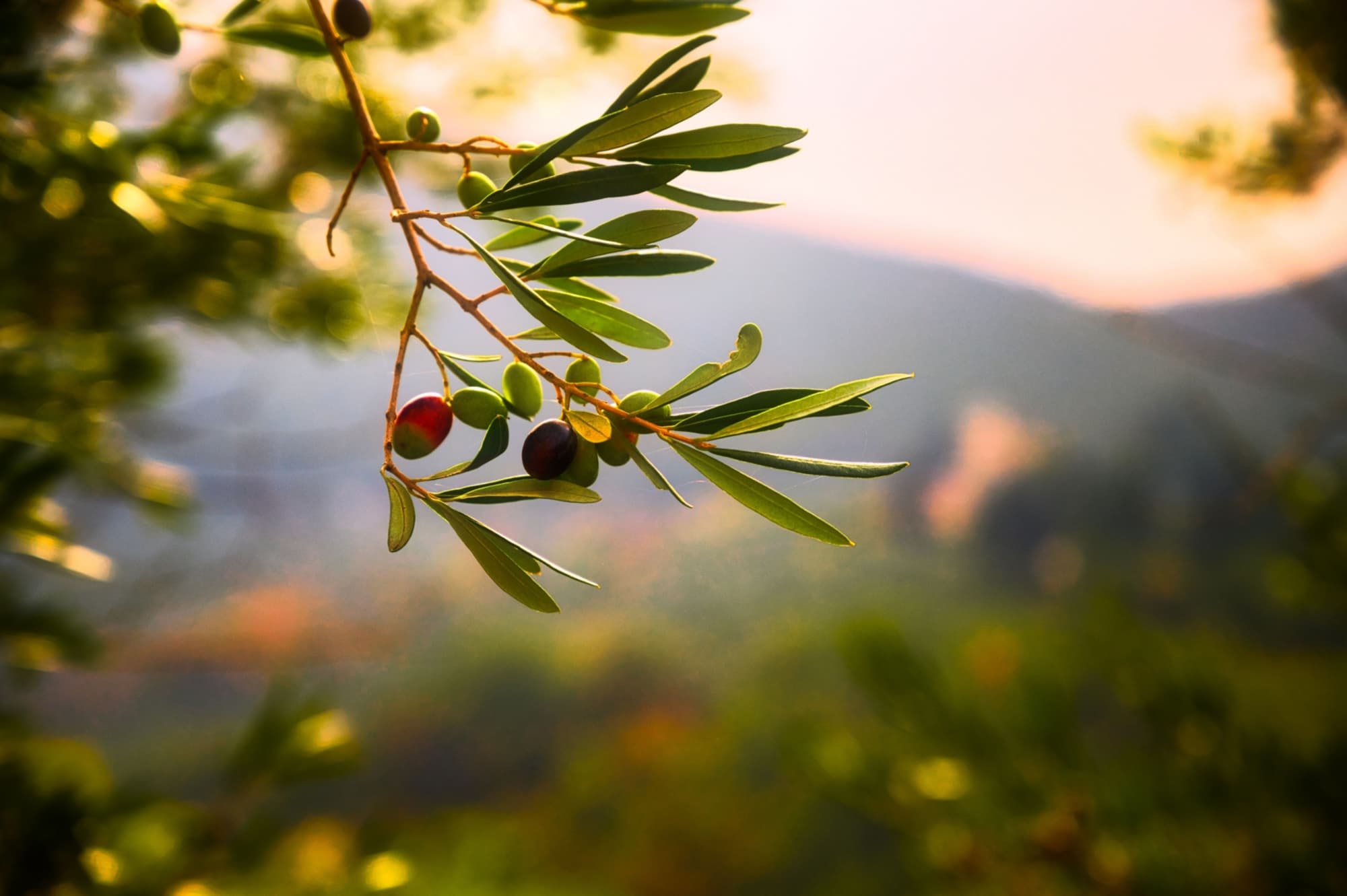 Degustazione di olio extra vergine d'oliva a Cortona