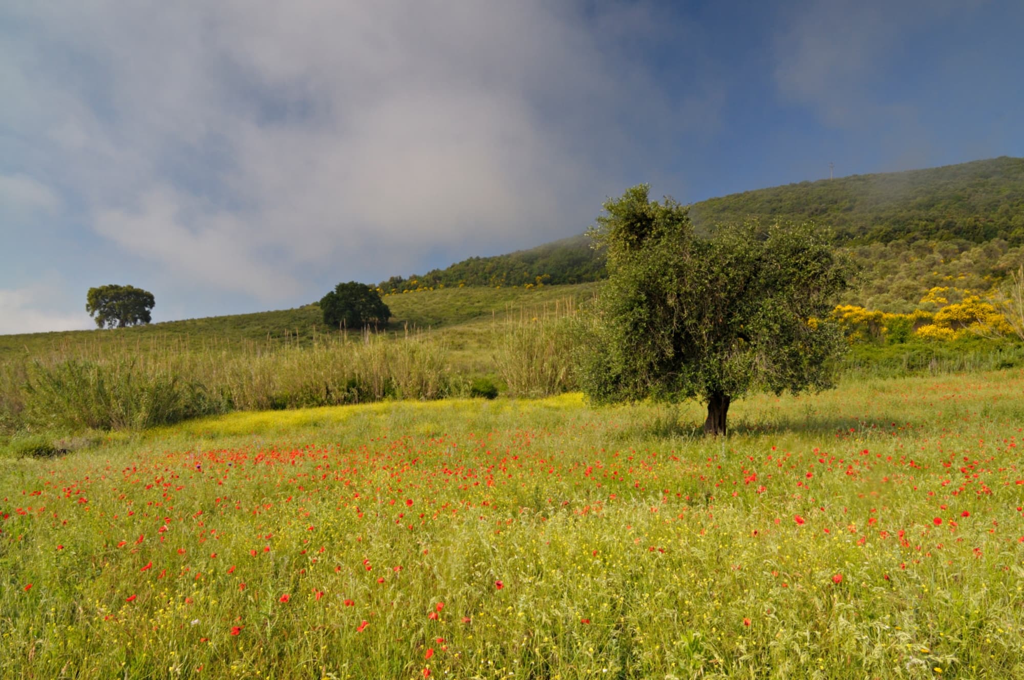 Le campagne della Maremma Nord in bici