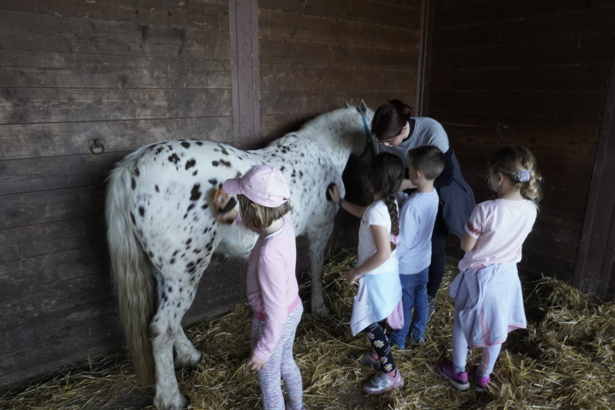 The ponies in San Rossore Park