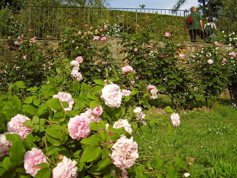 Jardin des roses, Florence
