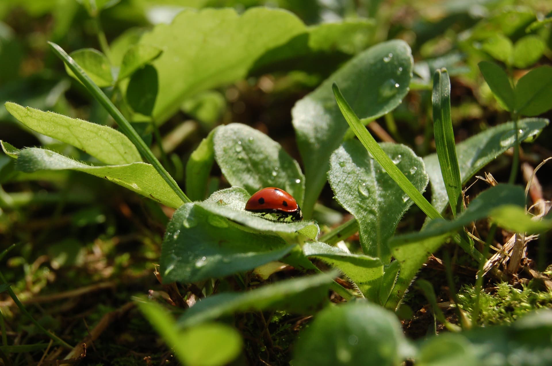 coccinella-natura-portafortuna