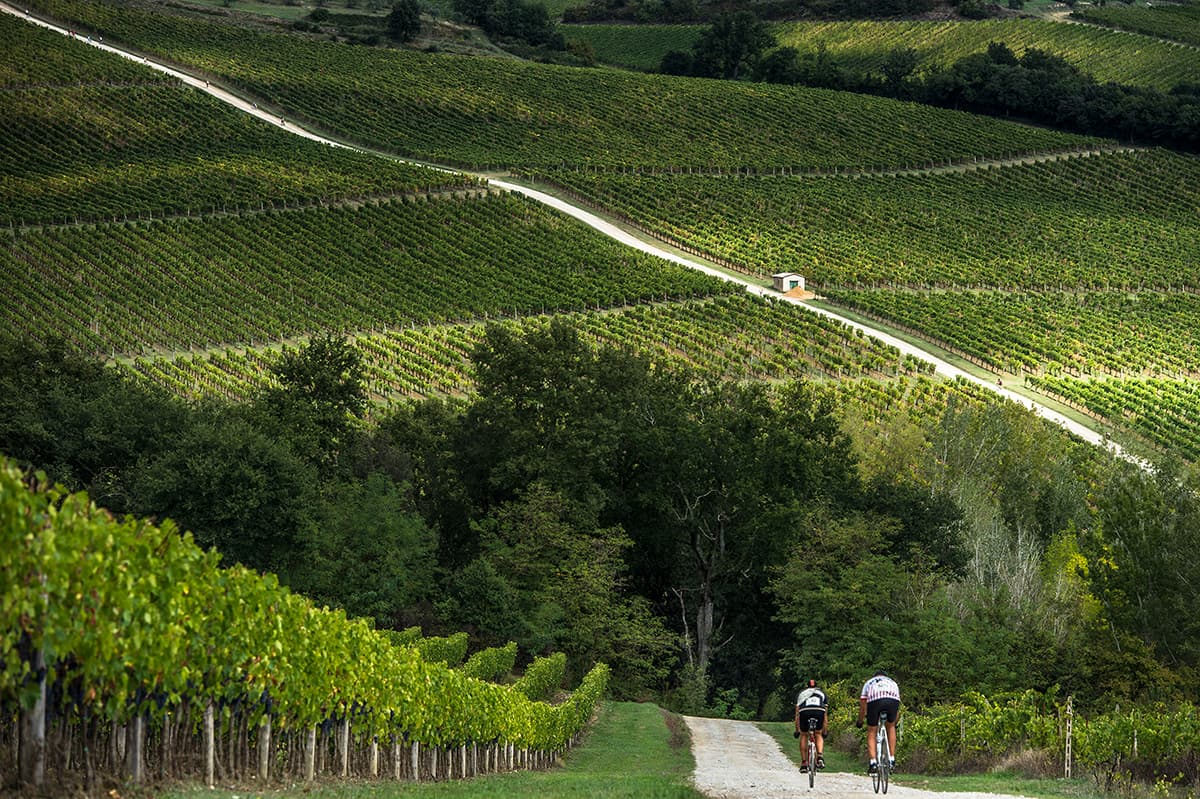 Strada bianca nel Chianti, immersa tra colline coltivate a vigneti e uliveti, con panorami tipici della campagna toscana