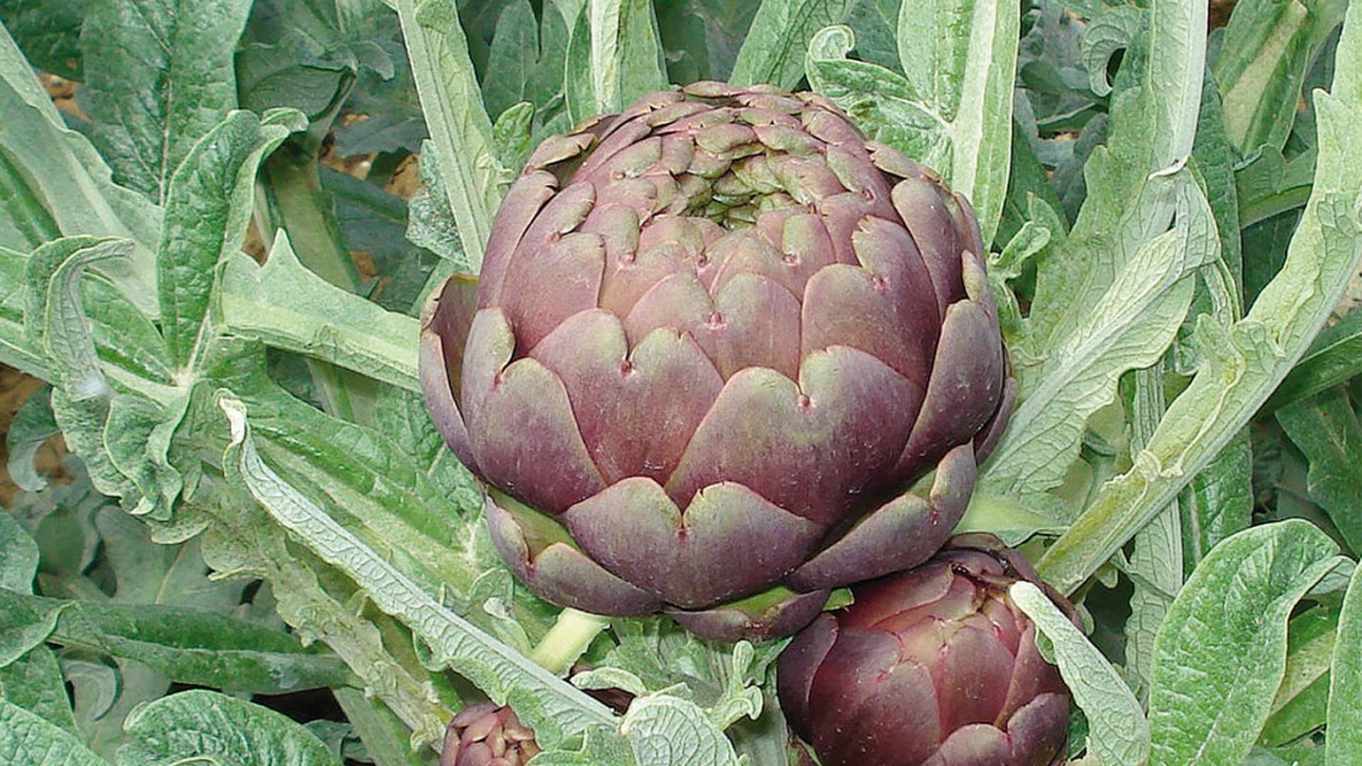 La alcachofa de Empoli de Valdelsa