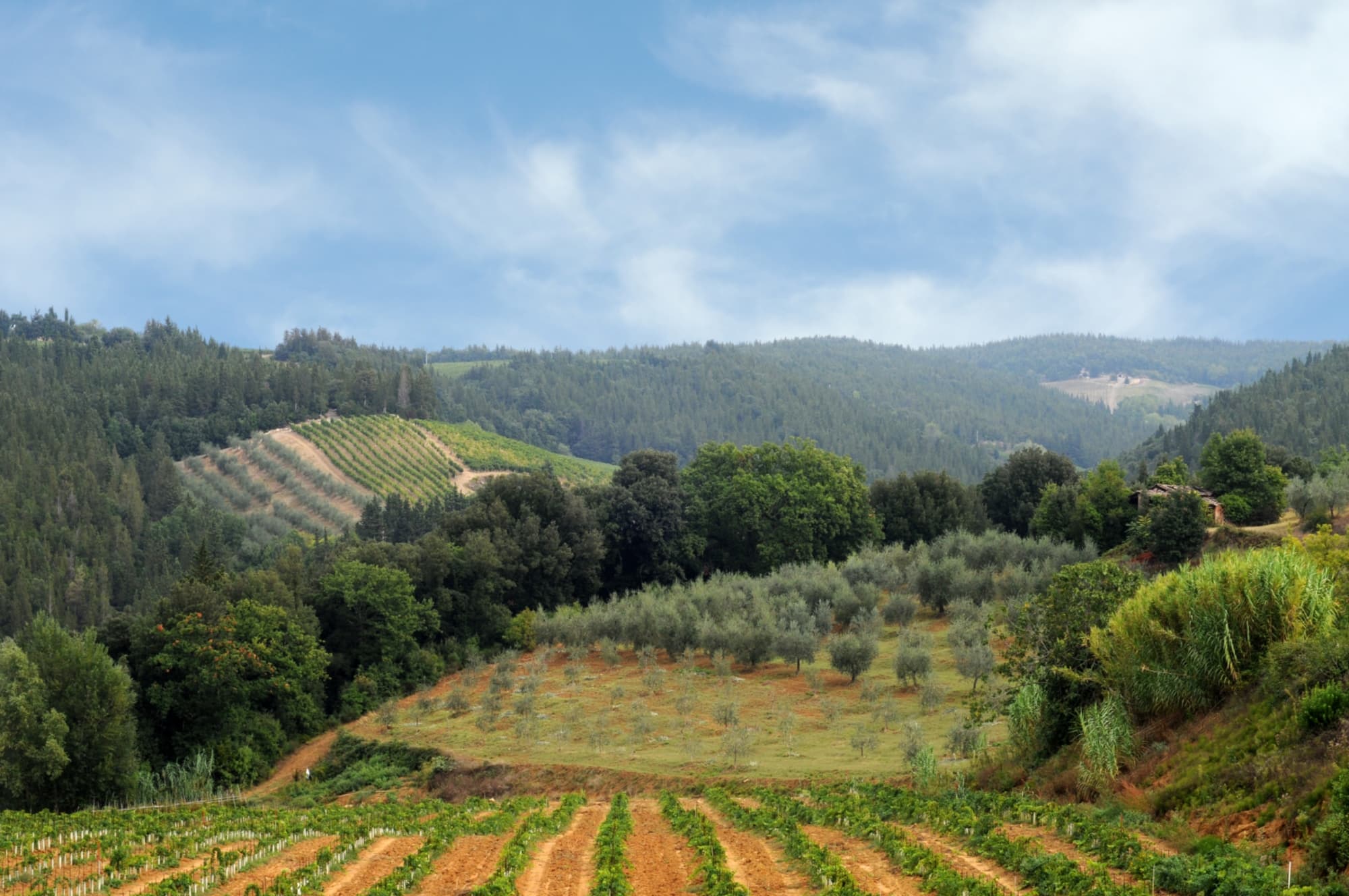 Paesaggio del Chianti