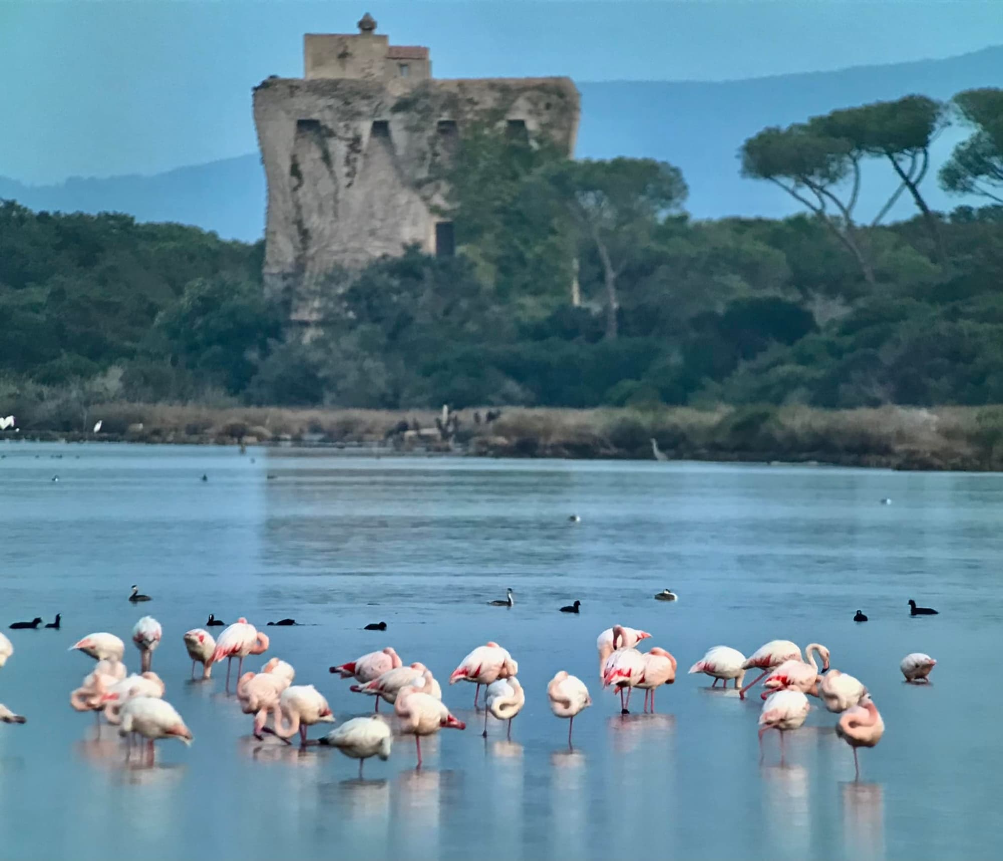 Flamants roses dans l’Oasis, avec la tour côtière en arrière-plan entre les pins maritimes et les collines