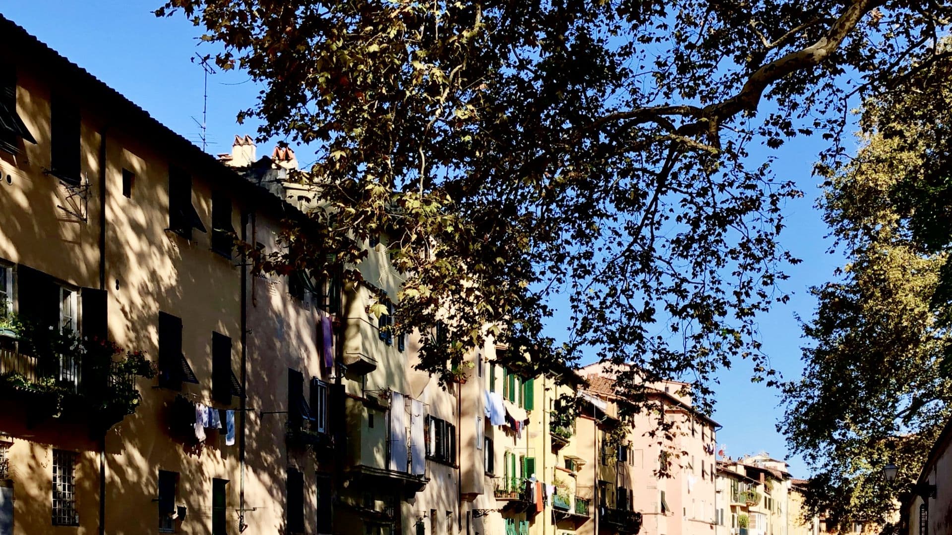 Las frondas del plátano de Villa Bottini sobresalen en Via Fossi
