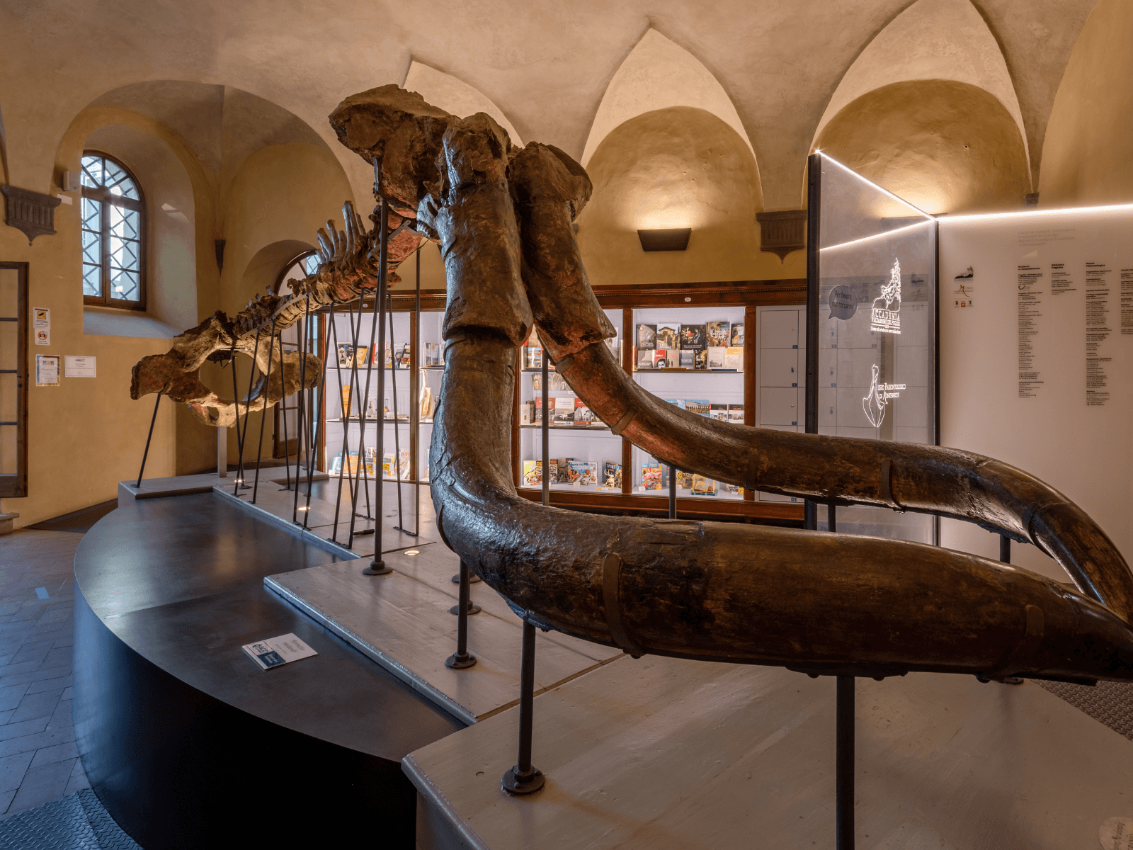 Eine Halle des Paläontologischen Museums von Montevarchi. Im Zentrum das beeindruckende Fossil des Südelefanten.