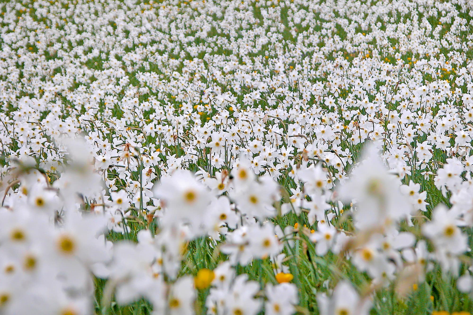 Giunchiglie in fiore