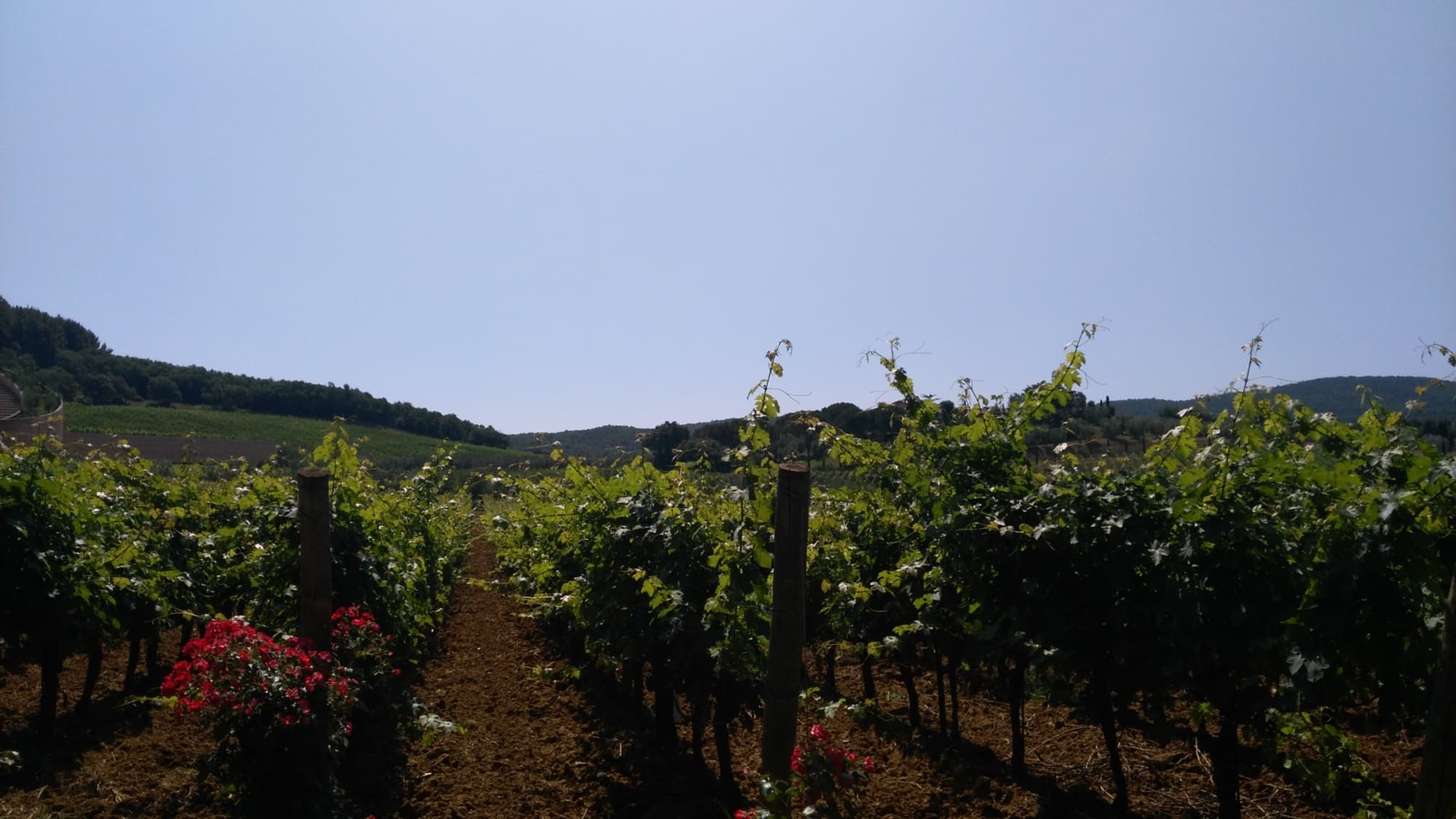 La campagna e i vigneti di Suvereto
