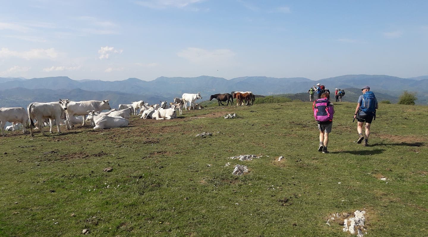 Turisti in cammino lungo la Via della lana e della seta con mucche e montagne sullo sfondo