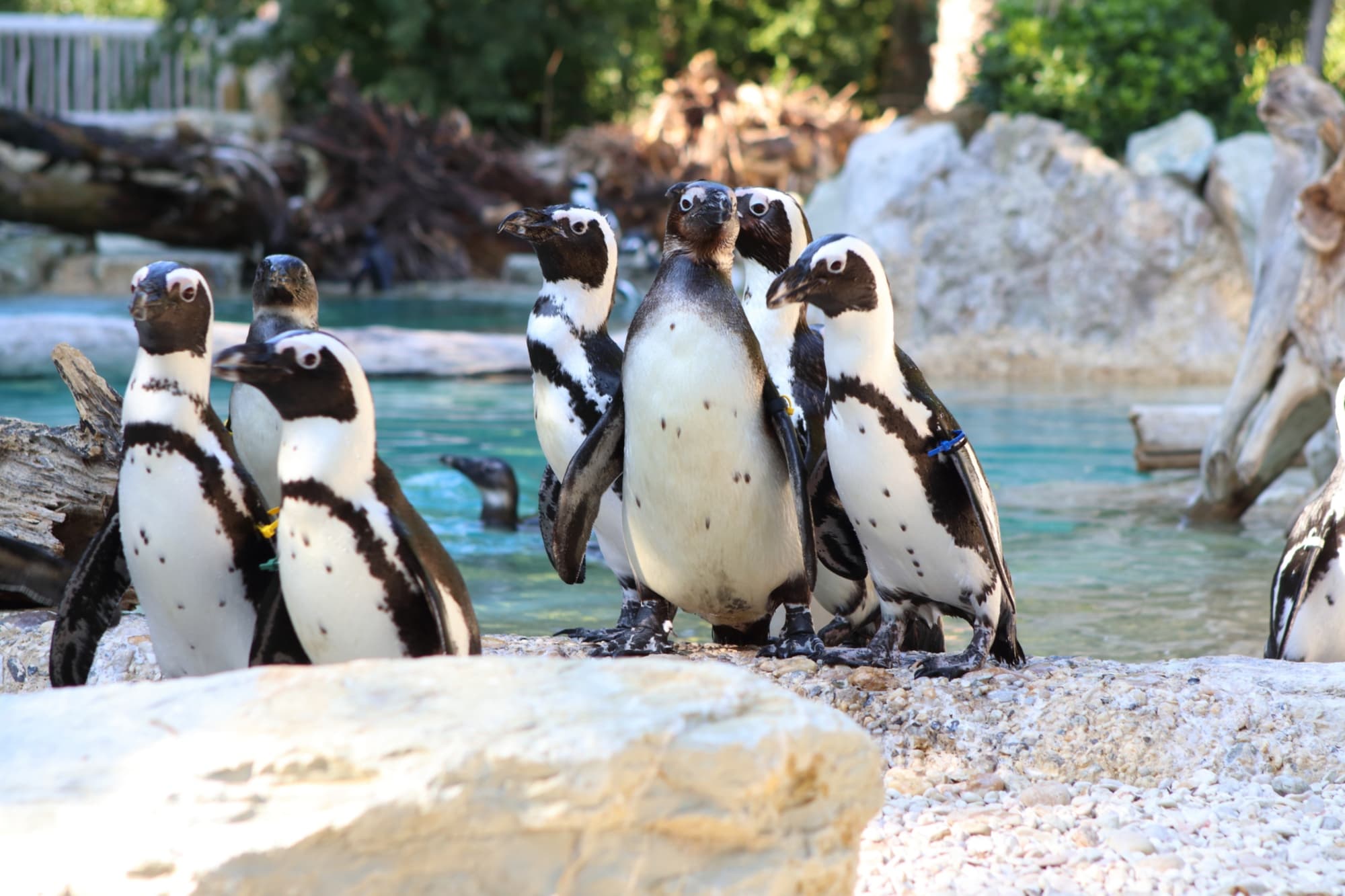 Pinguini allo zoo di Pistoia