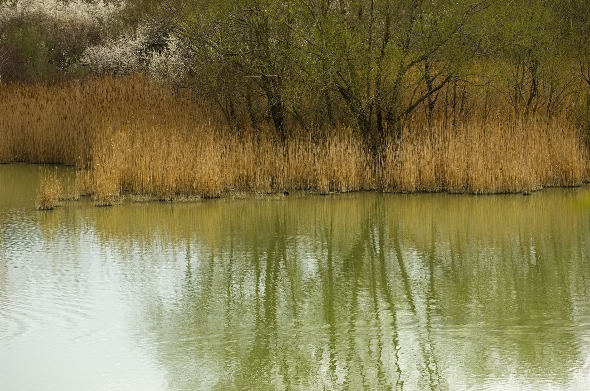 Lake of Santa Luce