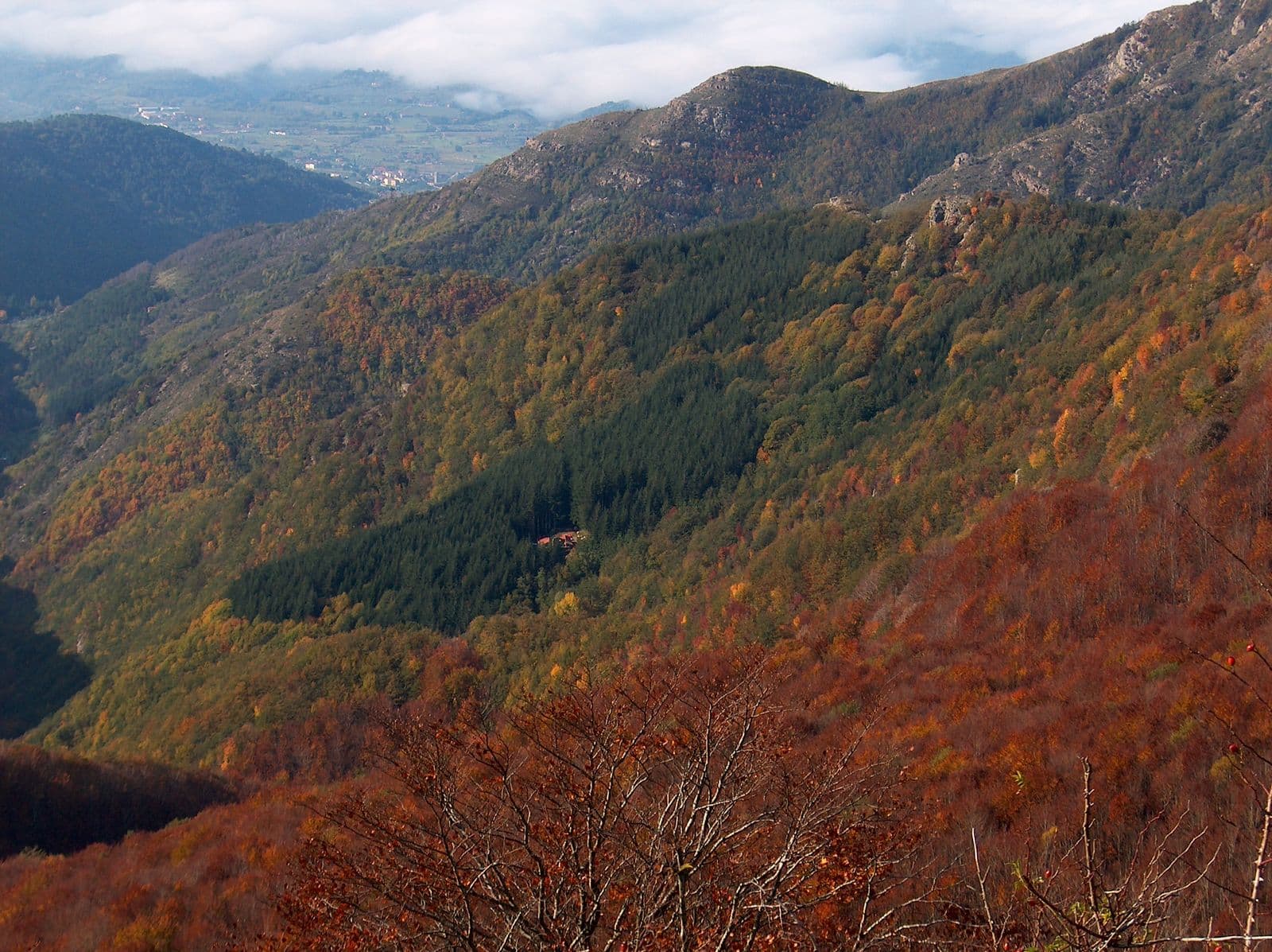 Der Wald von Vallombrosa
