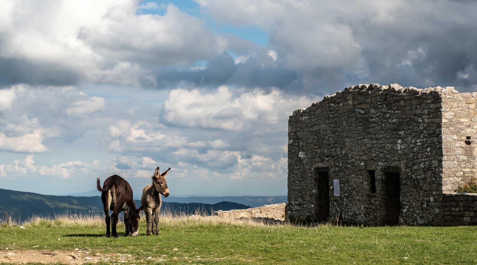 Asini amiatini sul Monte Labbro