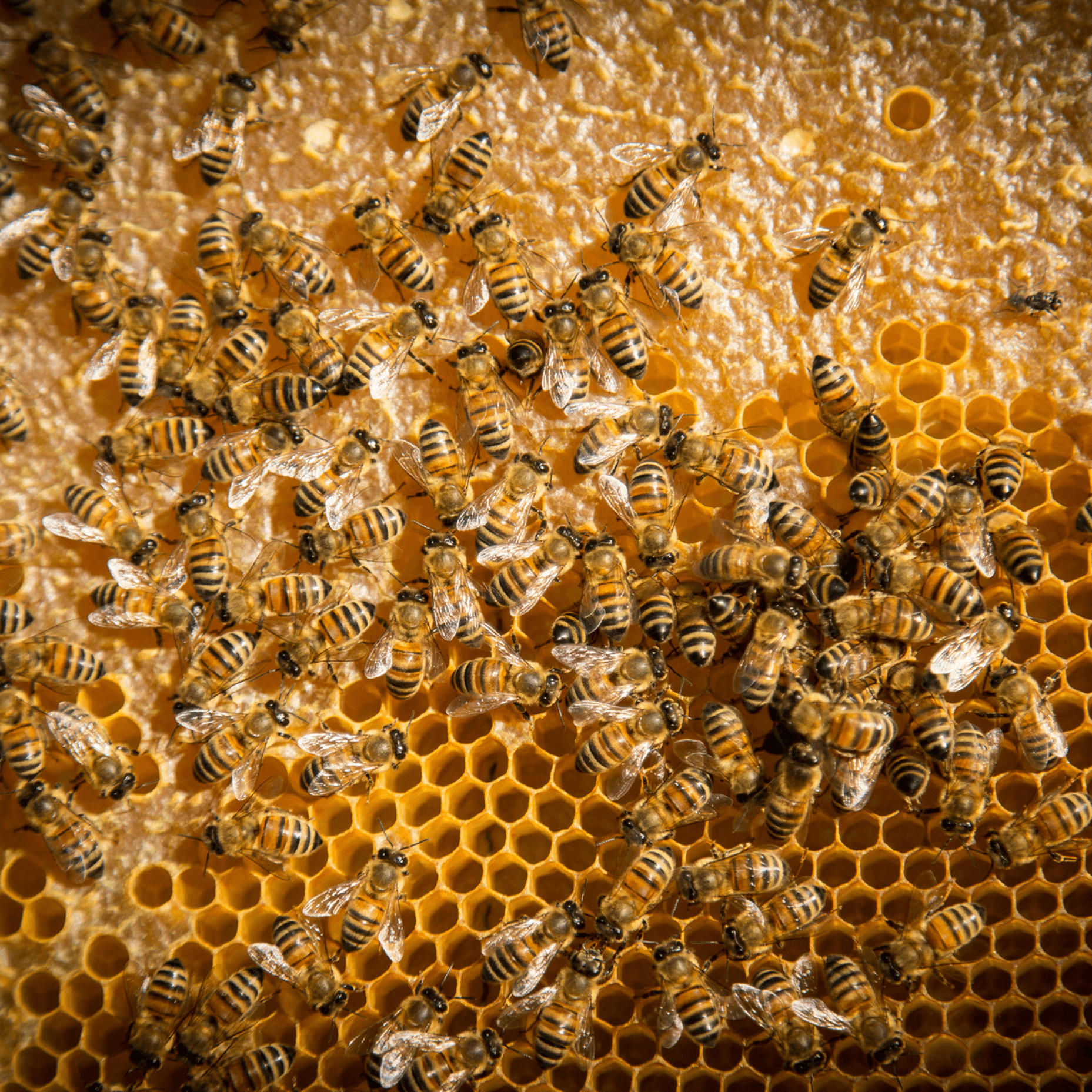 Experience the Farm, the honey