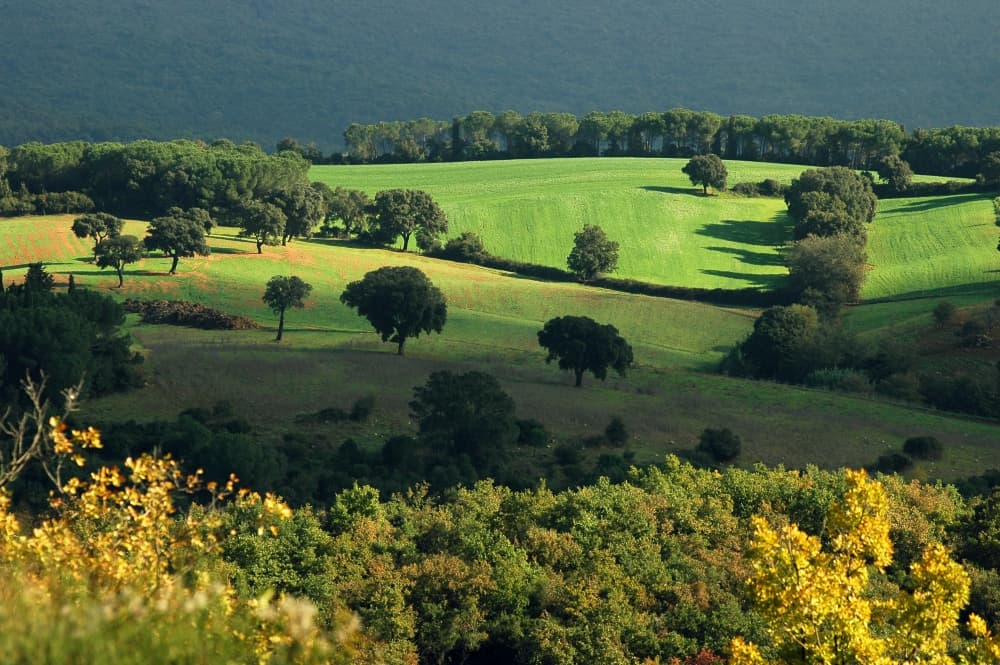 Campagna a collesalvetti